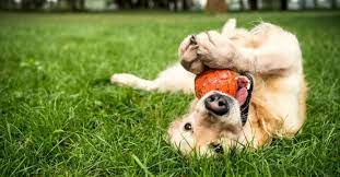 How to Choose the Best Dog Accessories for Your Furry Friend