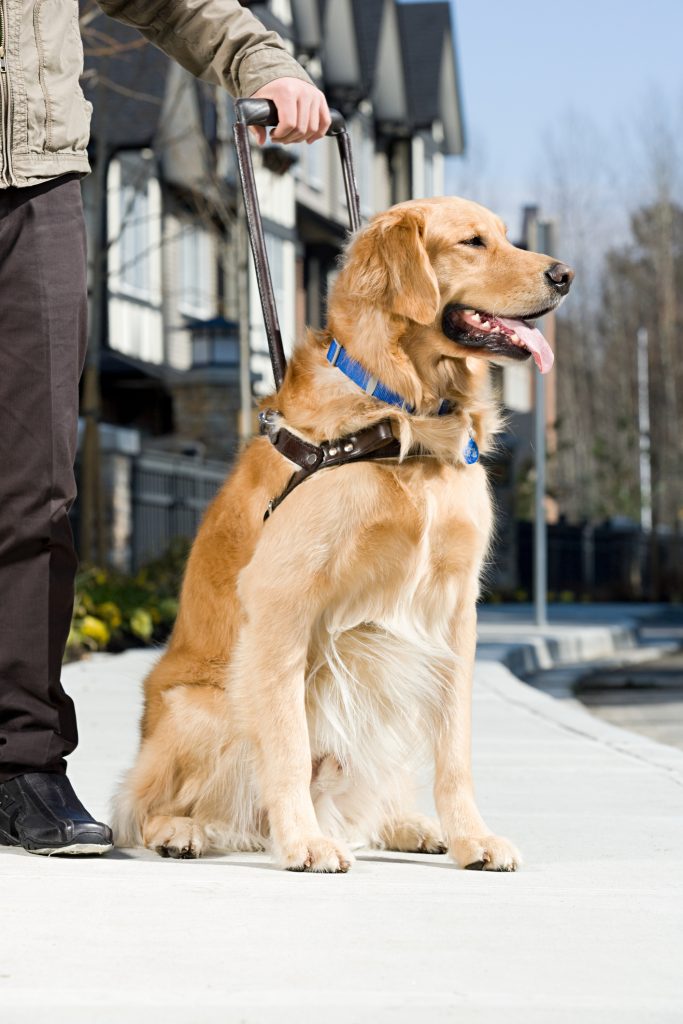 The Official US Service Animal & Support Animal (ESA)