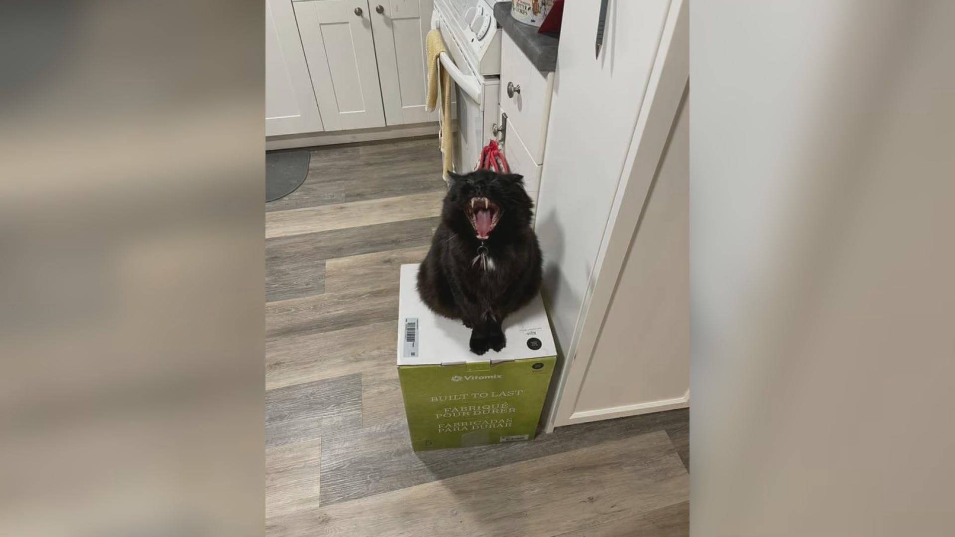 The Cat in the Blender Incident Unraveling a Viral Hoax